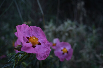 Cistus incanus (Cistus creticus) Dark botanical aesthetic horizontal image focus in blooming purple flower.