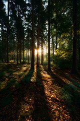 Obraz premium Sunlight streaming through tall trees in a serene forest, casting long shadows on the forest floor and creating a peaceful, natural atmosphere. 
