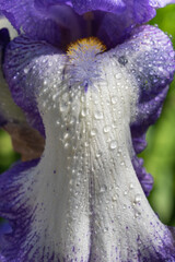 Iris con gocce d'acqua