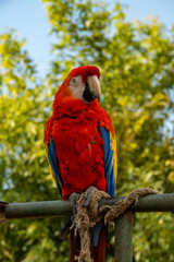 Parrot resting on a branch in the forest area