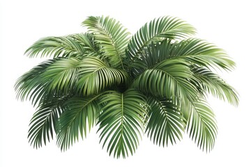 Lush Green Palm Plant on White Background