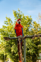 Parrot resting on a branch in the forest area