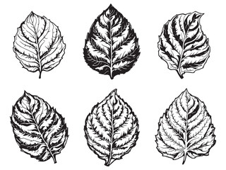 Fresh Kaffir Lime Leaf and Fruit Sketch Vector Illustration