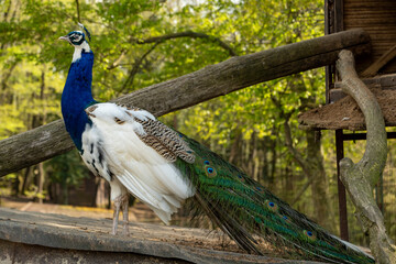 Indian Blue Pied Peacock or Peahen