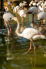 flamingos resting in a wetland