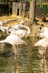flamingos resting in a wetland