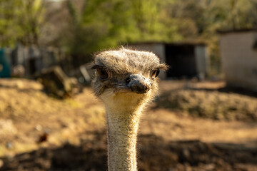 Portrait of an ostrich in the evening