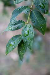 Water drops on a jabuticaba leaf

