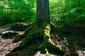 old tree trunk in the green forest at a sunny day in spring