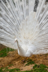 a peacock with its feathers spread