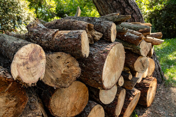Woodpile piled up in the forest