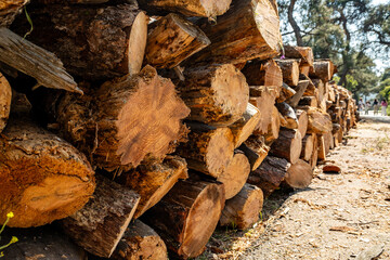 Woodpile piled up in the forest