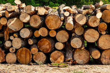 Woodpile piled up in the forest