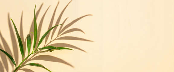 Green plant leaves casting shadows on beige copy space  