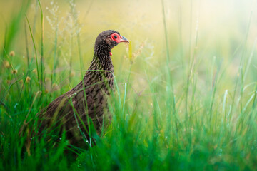 A pheasant walks calmly through lush green grass; shallow depth of field isolates the detailed feathers and natural movement, enhanced by surreal post-processing for dreamlike realism and soft focus.