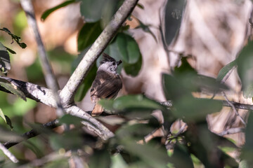 Adorable black crested Titmouse bird sits perched on a thin branch with an alert eye out for danger