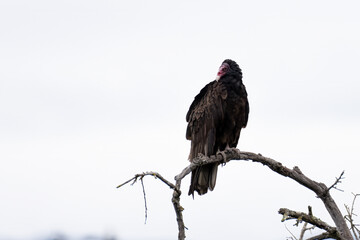 Large Turkey Vulture sits perched on a thin deadwood branch with an alert eye out for danger