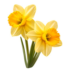 Two yellow daffodils blooming together isolated on a transparent background for spring seasonal floral marketing and web banners. © SM