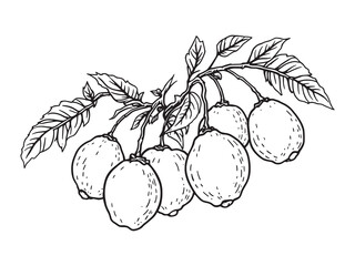 Guava line art icon clean vector artwork