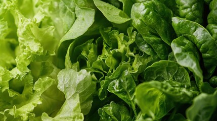 Fototapeta premium Close-up of a bunch of green leafy vegetables. the leaves are large and oval-shaped, with a slightly wrinkled texture. they are arranged in a pile, with some overlapping each other.