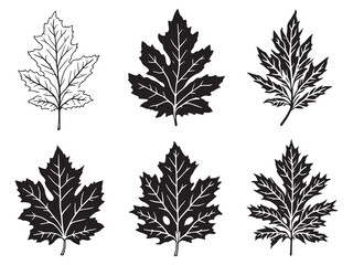 Elegant Beech Tree Line Art Vector Illustration