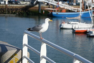 Silbermoewe in Fecamp