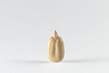 Sunflower seed peeled close-up on white background