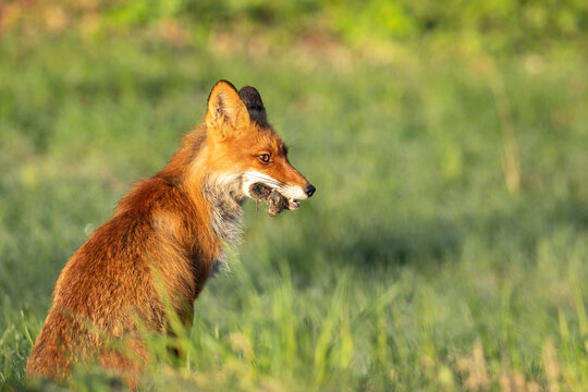 Cute red fox, Vulpes vulpes sitting on the ground, mouth full of rodents