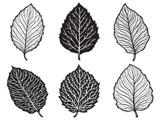 Hand Drawn Elegant Mandarin Leaf Line Art Design