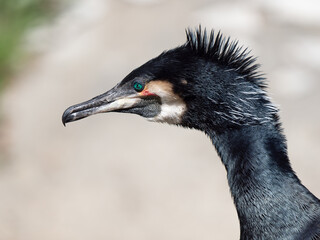 cormorant portrait on blurred background