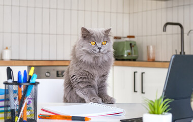 A grey cat is sitting on a desk next to a laptop and a notebook