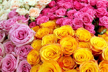 Bouquets of beautiful roses in yellow, pale pink, candy pink, and white, elegantly arranged to showcase their soft colors and romantic charm. 