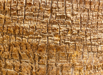 Detailed Texture of Palm Tree Bark. Closeup view of the textured patterned trunk of a tropical coconut palm tree. Close up of the tree trunk of a Date coconut Palm tree (Phoenix dactylifera)