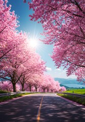 Enchanting road surrounded by stunning pink cherry blossoms on a sunny day, evoking a sense of serenity and natural beauty during springtime season