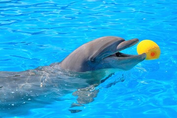 水族館のプールで楽しそうに遊ぶイルカ