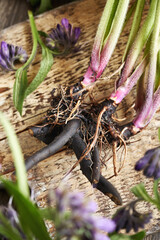 Fresh comfrey or Symphytum root on a table