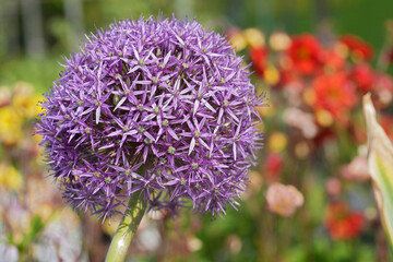 Globular purple flower blooms, exhibiting a symmetrical burst of color against a soft, natural...