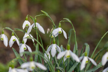 Close up of galatea snowdrops