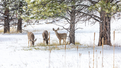 Obraz premium Wildlife thrives as three curious deer explore a quiet, snowy field on the outskirts of Boulder, Colorado