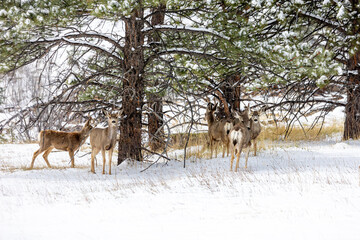 Mule deer gaze through the trees in a serene Colorado winter landscape just outside Boulder
