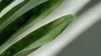 Obraz premium Close-up of a green leaf. the leaf is long and slender, with a pointed tip. it is resting on a white surface, which appears to be a textured wall.