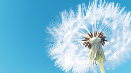 Obraz premium Ethereal dandelion macro with soft white filaments radiating in a mesmerizing pattern against a vibrant blue sky, creating a delicate and dreamy nature background