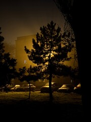 silhouette of a tree