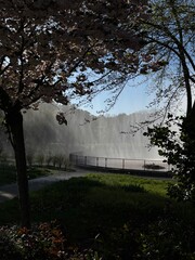 trees in the morning