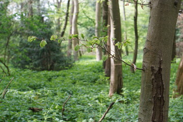 leaves, woods, trees, living tree, ecosystem, biodiversity, uk, april 2025, suffolk, nature, nature reserve, sony a6000