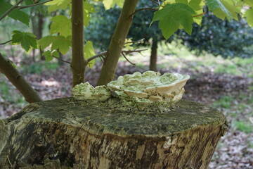 fungi, woods, trees, mushroom, ecosystem, biodiversity, uk, april 2025, lackford lakes, nature, nature reserve, sony a6000