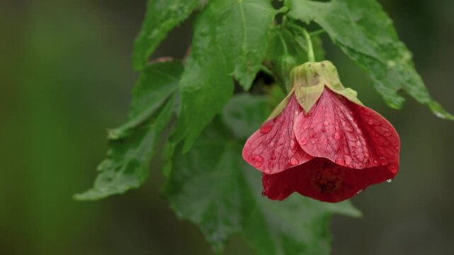 Close-up view of a red Indian mallow flower under the rain, in a garden in the eastern Andean mountains of central Colombia.