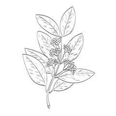 Drawing sketch style illustration of an Allspice, Jamaica pepper, myrtle pepper, pimenta or pimento, a dried unripe berry of Pimenta dioica, a midcanopy tree done in black and white line art. 