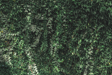 Ivy leaves background. Green hedge