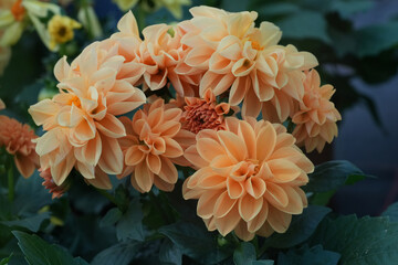 A close-up captures the radiant beauty of apricot-colored dahlia flowers, showcasing their intricate petals